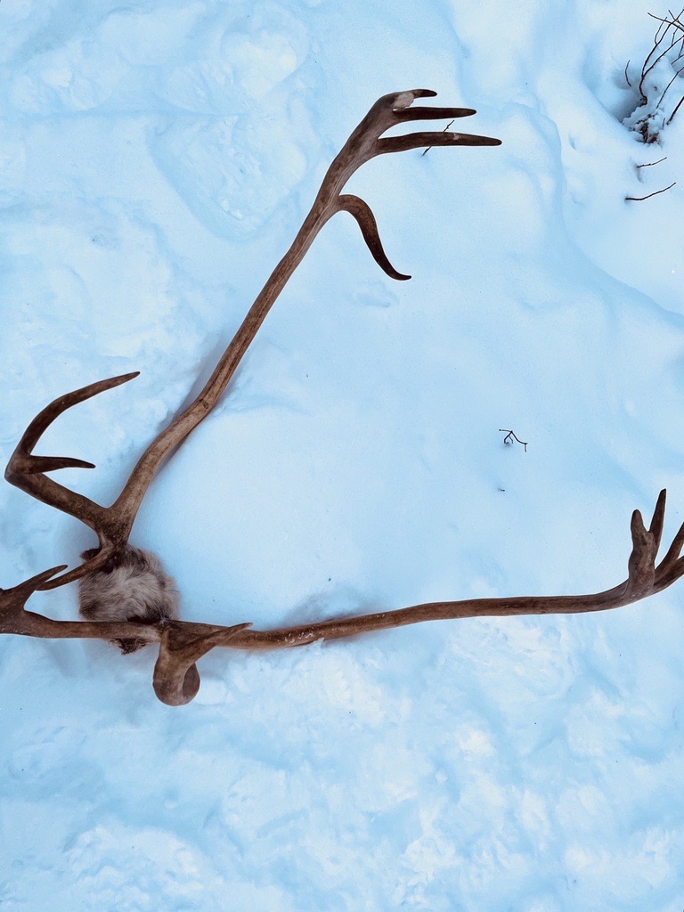 Deer Antlers In Snow